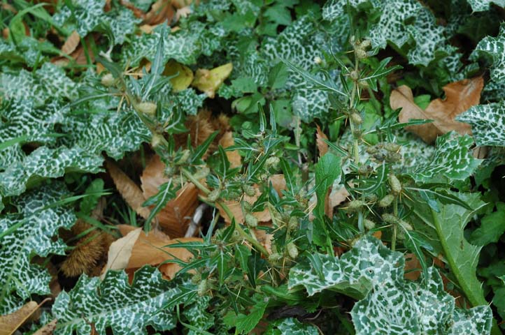 Xanthium spinosum / Nappola spinosa